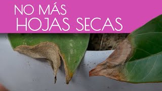 El SECRETO para hojas perfectas SOLUCIONA y PREVIENE las puntas SECAS en tus plantas de interior [upl. by Nwahsid223]