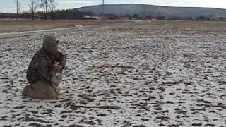 Introduce English Setter Puppy to Retrieving Birds [upl. by Eipper830]