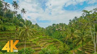 4K BALI Virtual Walking Tour  Scenic Walk Through Indonesia Rainforest and Local Villages  4 HOURS [upl. by Acimaj416]