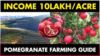 Pomegranate Farming  Pomegranate Cultivation  Planting Care Harvesting amp Marketing [upl. by Eceinhoj]