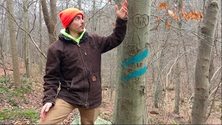 Tree Talk American Beech [upl. by Stclair]