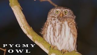 PYGMY OWL call at night bird sounds [upl. by Walsh]