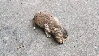 The abandoned kitten crying next to the trash was taken home and carefully nurtured to grow❤️ [upl. by Mosera249]