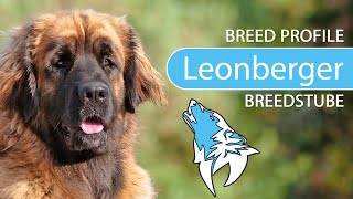 ► Leonberger Breed Profile 2022 Temperament amp Training [upl. by Ellehsat869]