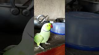 Mittoo mittoo 🦜🥰 mittoo parrot cuteparrot shortvideo trendingshorts [upl. by Knowling]