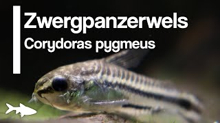 Der Zwergpanzerwels Corydoras pygmaeus  Aquariumbewohner im Portrat [upl. by Atsedom]