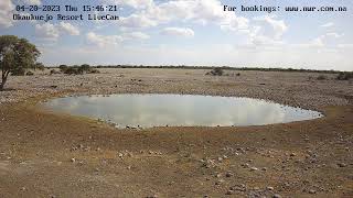 Okaukuejo Resort Wildlife Waterhole Live camera stream in the Etosha National Park in Namibia [upl. by Hogen]