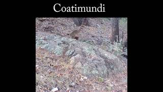 Coatimundi feeding wildlife nature coatimundi [upl. by Lemrahc]