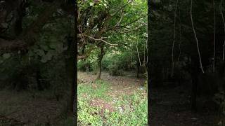 beautiful Nature  Forest  jungle beautiful  Amazing forest  Nature Camp nature forest [upl. by Vite]