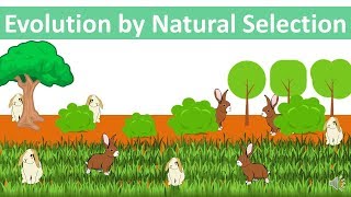 Evolution by Natural Selection updated [upl. by Zat]