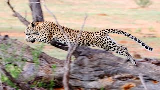 Leopard chasing cheetah [upl. by Vladi]