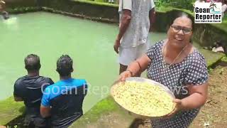 Goan Reporter News San Joao Celebration in Carambolim Village [upl. by Woodley]