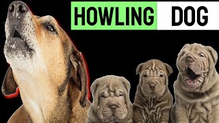 Puppy Howling To Make Your Dog Howl  Sound Effect [upl. by Julia]