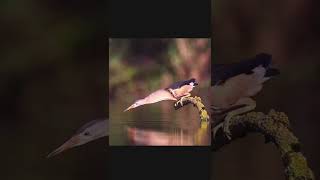 The little bittern birds worldsnature wildlife [upl. by Mian]