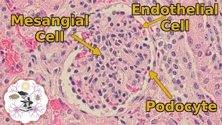 Kidney Histology  The Glomerulus  Another One Bites the Tuft [upl. by Cowles]