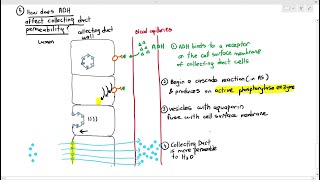 148 Urine Formation 5 Collecting Ducts Selective ReabsorptionCambridge AS A Level Biology 9700 [upl. by Lajes635]