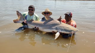 PIRAIBA GIGANTE DO RIO ARAGUAIA [upl. by Shirl]