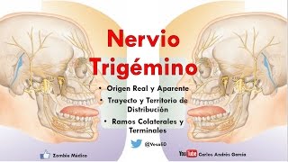 Anatomía  Nervio Trigémino Ganglios Ramos Oftálmico Maxilar y Mandibular [upl. by Nodroj]