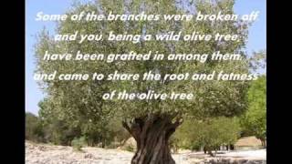 The Olive Tree Song by Zemer Levav [upl. by Layton]