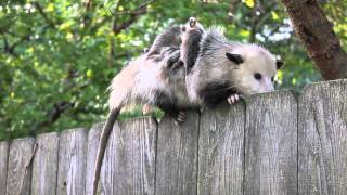 Backyard Opossum with Babies 1 [upl. by Lletram770]