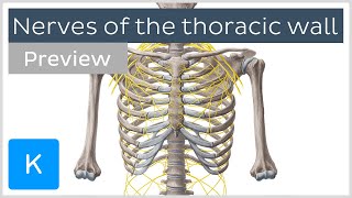 Nerves of the thoracic wall preview  Human Anatomy  Kenhub [upl. by Teteak337]