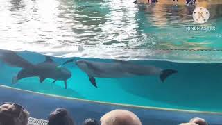 ENCOUNTER WITH DOLPHINS AT SEAWORLD YAS ISLAND ABU DHABI [upl. by Isherwood]