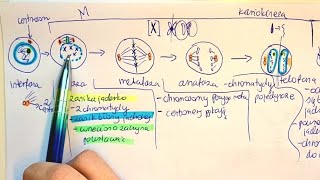 MITOZA I PODZIAŁY KOMÓRKOWE 4c2n liczba chromosomów o co chodzi [upl. by Okia]