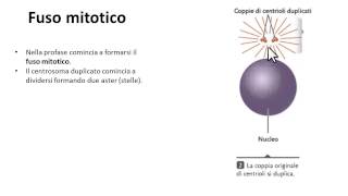 1 Mitosi cellulare spiegazione  Fasi della mitosi Profase [upl. by Akim35]