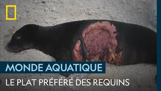 Le phoque moine un géant au menu des requins [upl. by Nievelt]