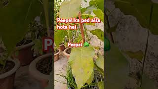 Peepal ka ped kaisa hota hai peepal tree nature relaxing naturemeditation gyanunlim1ted [upl. by Ttej]