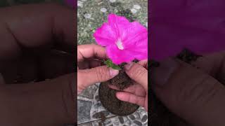 How to grow petunias [upl. by Phylys]