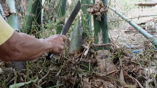 Harvesting and cooking  Bamboo shoots and earthstar mushroom curry แกงคั่วหน่อไม้เห็ดเผาะ [upl. by Maker448]