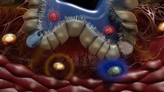 Immunology of the Lung [upl. by Anasiul]