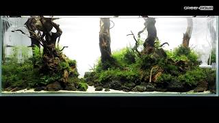 240L Forest Aquascape  Featuring Twinstar Nano [upl. by Oryaj442]