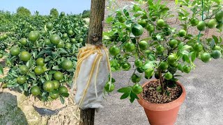 Ten tu propio limonero en casa con este método tendrás cientos de limones en maceta [upl. by Ybab]