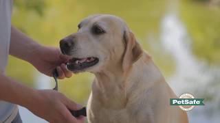 How to Properly Fit a Remote Training Dog Collar [upl. by Adahsar]