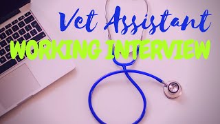 Vet Assistant Working Interview [upl. by Yellac821]