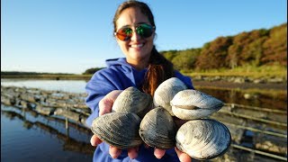 CLAMMING CATCH CLEAN and COOK Oyster Farm in Massachusetts [upl. by Barrett]