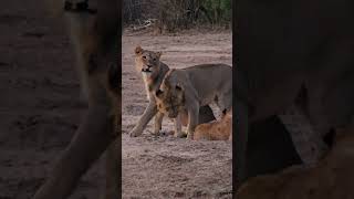 Strange Dominance Display by SubAdult Male Lions 🦁👑 [upl. by Osbourne]