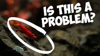 7 Problems Cherry Shrimp Keepers Shouldnt Worry About [upl. by Ebert]