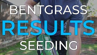 Bentgrass Seeding Results [upl. by Umeko]