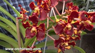 OrchidWeb  Vanda merrillii [upl. by Rauch720]