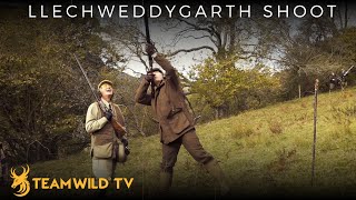 High Pheasant Shooting at Llechweddygarth in Wales with Ian Harford [upl. by Helas]