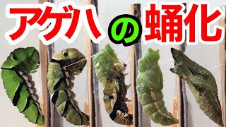 ナミアゲハの蛹化（幼虫からサナギへの変化）Butterfly Metamorphosis [upl. by Aneehsar739]