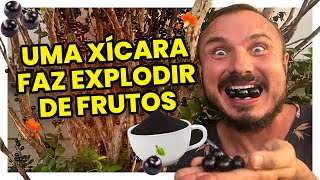 Uma xÃ­cara desse adubo faz seu pÃ© de jabuticaba florir e explodir de frutos [upl. by Behm]