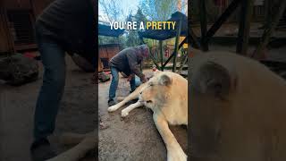 Be careful when you brush Bianca the lioness  lion tiger whitelion danger [upl. by Holli520]