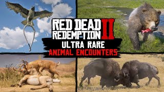 Ultra RARE Animal Encounters in Red Dead Redemption 2 PC 4K [upl. by Htide]