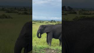 Elephant Sounds  Elephant eating grass [upl. by Stricklan306]