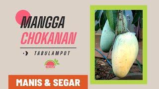 MANGGA CHOKANAN  RECOMMEDED TABULAMPOT  SUPER GENJAH [upl. by Marji]