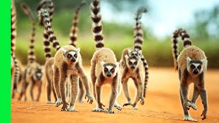 RingTailed Lemur Gangs Rule This Ancient Island  Love Nature [upl. by Eerihs]